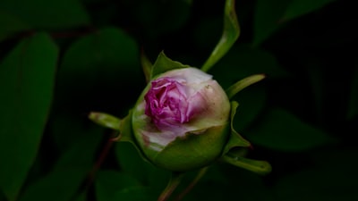 特写镜头photographyc粉红色的玫瑰花蕾
